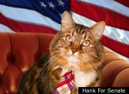 Mèo ứng cử Thượng viện Hoa Kỳ và video clip tranh cử