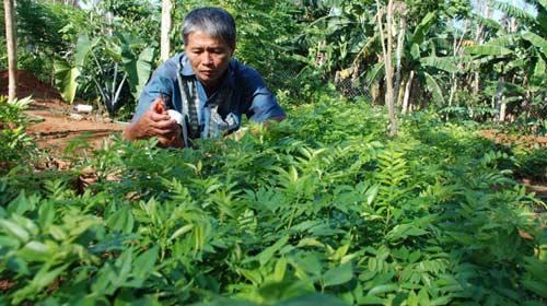 Gỗ sưa: Những phi vụ 