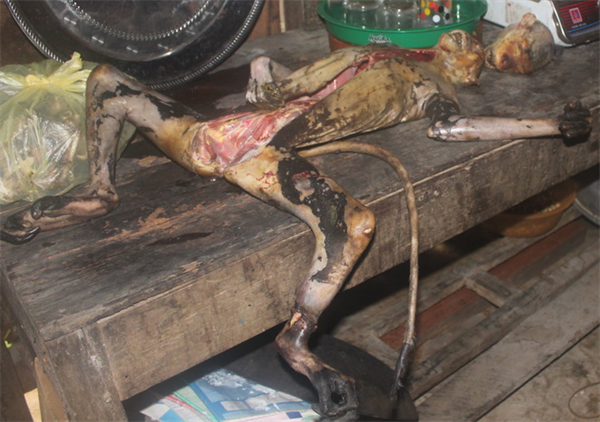 Thú rừng lại bị xẻ thịt tàn nhẫn