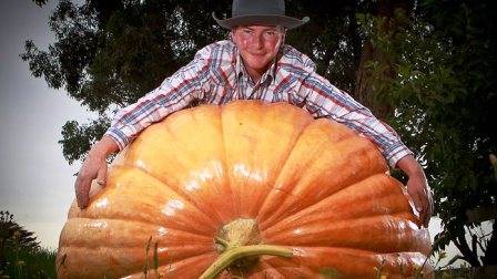 Quả bí ngô khổng lồ nặng 385 kg
