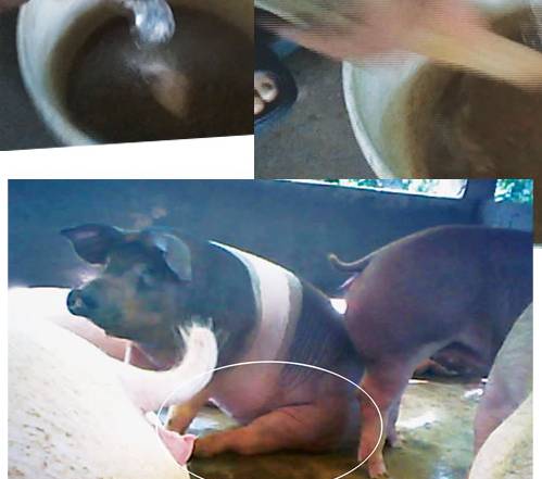 Kinh hoàng heo siêu nạc - Kỳ 3: “Thần dược” là chất độc bị cấm!