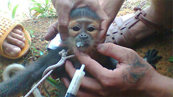 Chủ nhân trang Facebook đưa hình ảnh giết voọc: