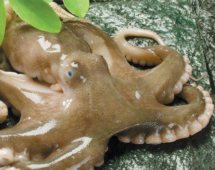 Khiếp sợ những món ăn quằn quại trên đĩa