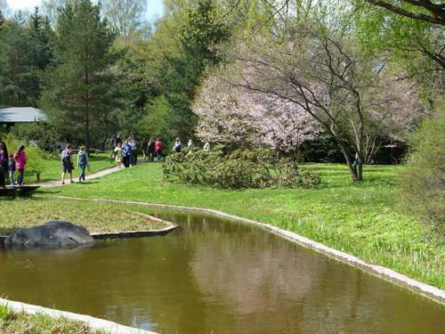 Hoa anh đào nở rộ trong khu vườn Nhật bản ở Moscow