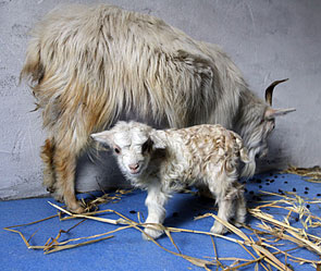 Nga: Bé 2 tuổi bị mẹ nhốt chung với dê