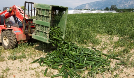 Người Trung Quốc đầu độc cư dân Nga với rau trồng bằng hóa chất