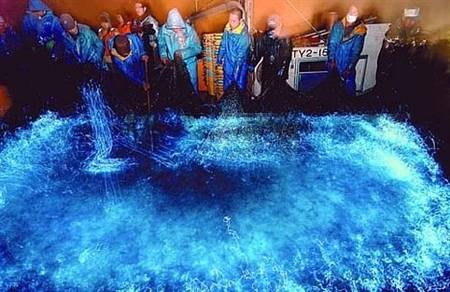 Kỳ ảo bãi biển phát sáng về đêm