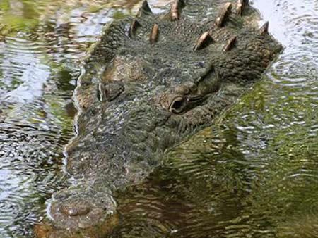 Phát hiện loài cá sấu cực lớn, nuốt chửng được người