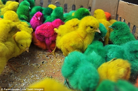 Gà con màu sắc ở Indonesia