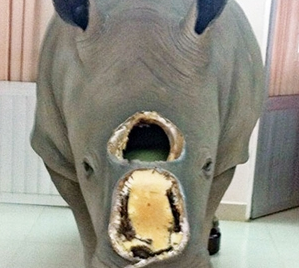 Khó xác định nguồn gốc sừng tê giác của ông Trầm Bê?