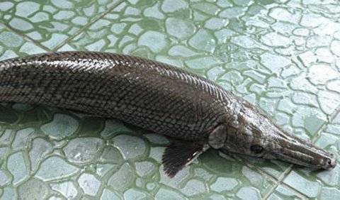 Đổ xô đi xem cá ‘mình rắn, đầu cá sấu’