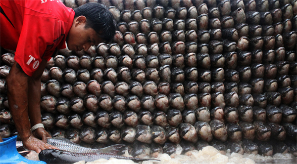 Nga sẽ tiến hành kiểm tra chất lượng sản phẩm thủy sản