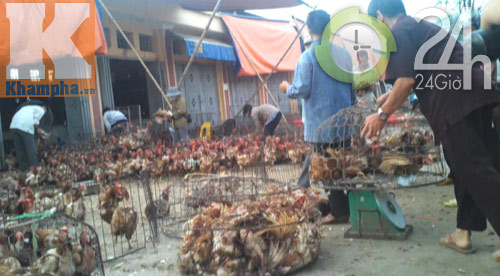 Gà siêu rẻ: Bộ Công an vào cuộc