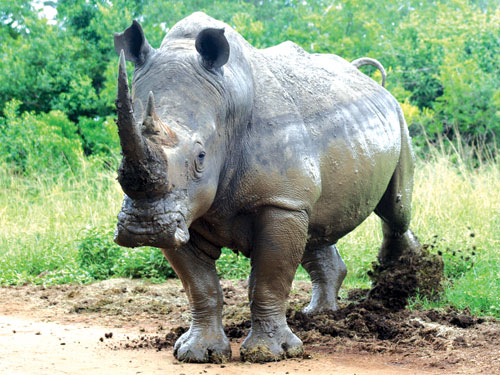 Sự kỳ diệu của tê giác