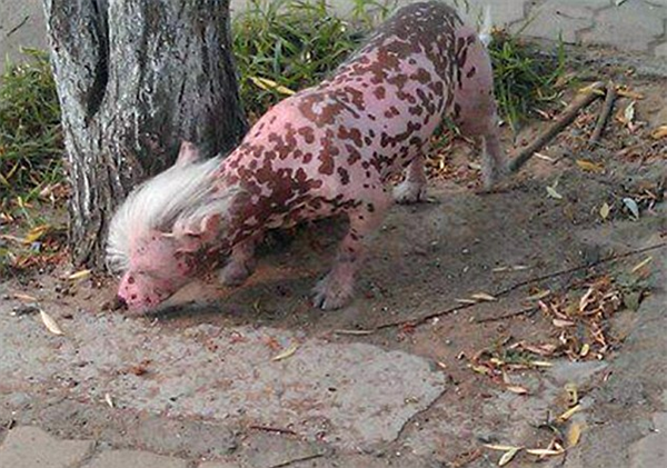 Phát hoảng vì động vật kỳ quái chạy rông trên đường phố Trung Quốc