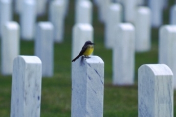 Nhân viên Google được hưởng lương cả khi… đã chết