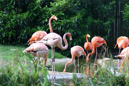 Thảo cầm viên Sài Gòn lọt top 10 vườn thú lâu đời nhất thế giới