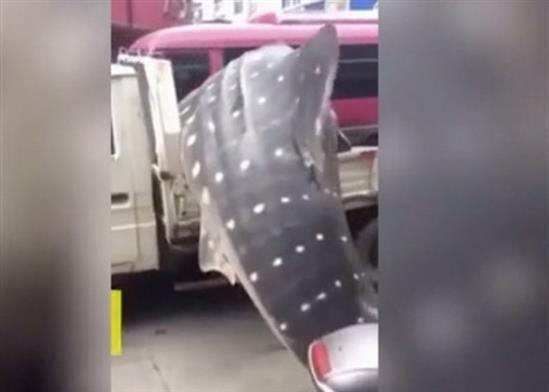 Ngư dân Trung Quốc bị bắt vì xẻ thịt cá mập voi ở khách sạn