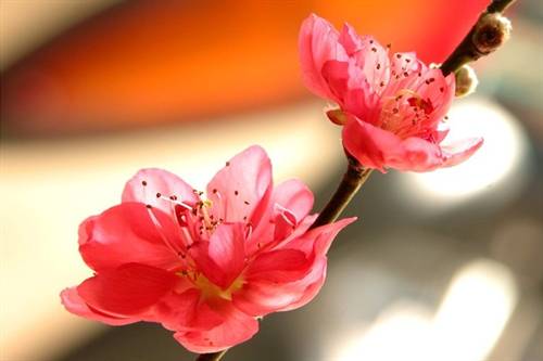Thông báo tổ chức đón xuân Nhâm Thìn Hội đồng hương Thanh Hóa tại LB Nga