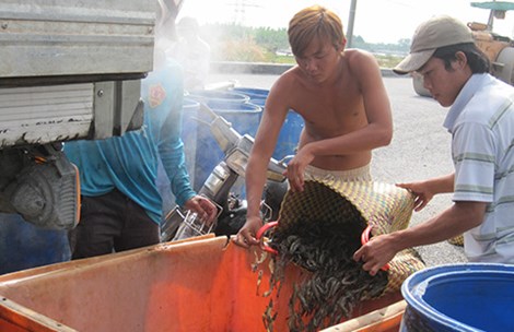 Trung Quốc 'điều khiển' thị trường thủy sản Việt