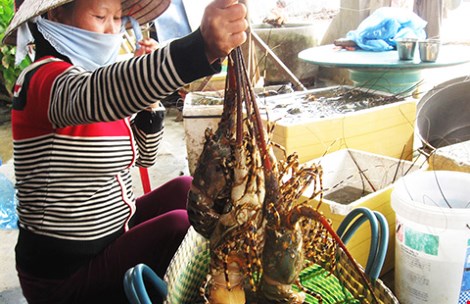 Thương lái Trung Quốc giở trò 