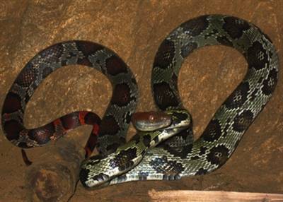 Rắn đỏ kỳ dị dài gần 2m