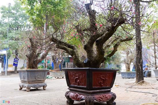 Cây đào giá thuê 40 triệu đồng xuống phố