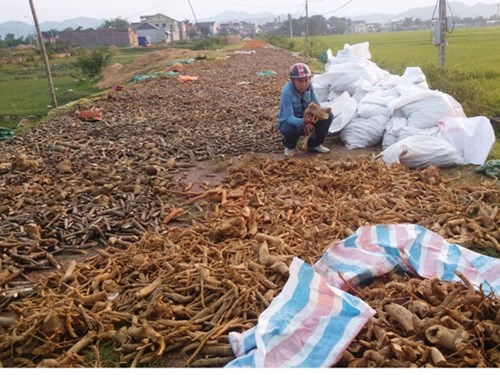 Cây dược liệu ồ ạt 