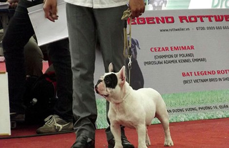 Mua vé máy bay cho thú cưng ra sao?