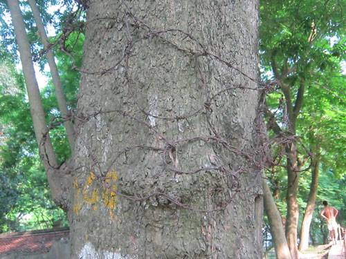 Sưa khủng trăm tỷ mặc giáp sắt, quấn thép gai tử thủ