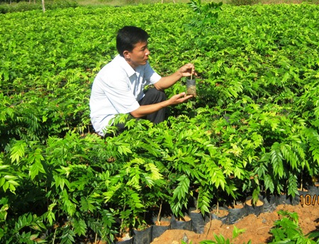 Dân đổ xô mua cây sưa giống với giá 