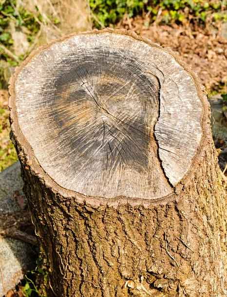 Chúa Giêsu hiện hình trên thân cây