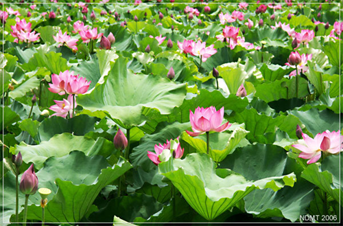 Thông báo kết quả cuộc thi sáng tác chủ đề “Xứ Nghệ quê mình” của báo Nguoixunghekiev.vn