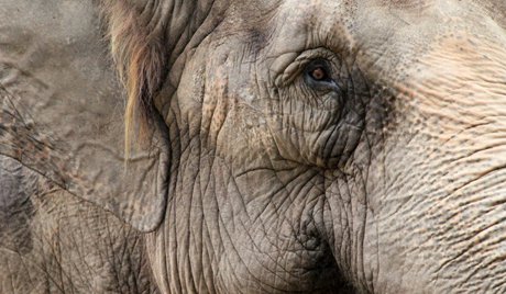 Voi Thái Lan giày chết quản tượng và bỏ chạy vào rừng với hai khách du lịch Nga