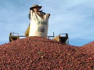 Việt Nam thành nước xuất khẩu cà phê số 1 thế giới