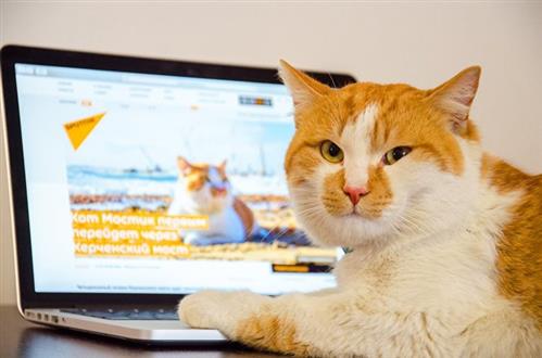 Mèo Mostik sẽ là nhân vật đầu tiên đi qua cầu Kerch