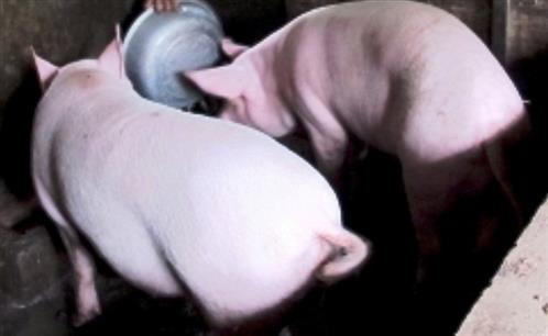 Bất thường: Thương lái Trung Quốc thu mua heo “siêu mỡ” giá cao