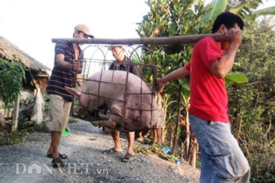 Bị thương lái Trung Quốc lừa, nông dân khóc vì lợn siêu mỡ