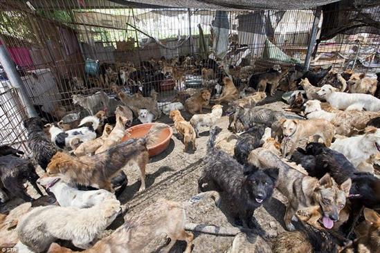 2 cô gái cứu 1.000 chú chó sắp thành mồi nhậu ở TQ