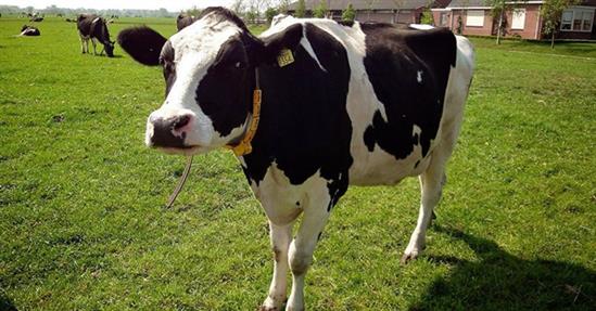 TH True milk mạnh tay rót tiền vào Moscow, sắp đuổi kịp Petro Vietnam ở Nga