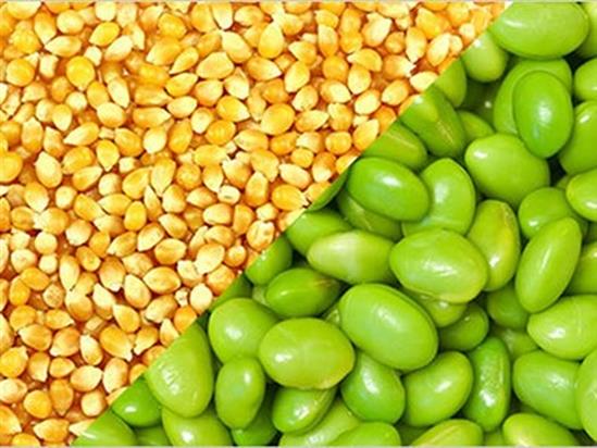 Lệnh cấm nhập khẩu đậu nành, ngô từ Mỹ vào Nga có hiệu lực