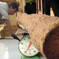 Sưa nghìn tỷ: Đâu là giá trị thực?