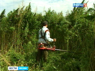 Ngoại ô Moskva: phát hiện vườn cần sa rộng vài hecta (Video)