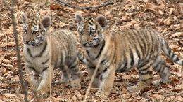 Nữ công dân Trung Quốc toan mang chân hổ Amur săn trộm từ Nga về nước