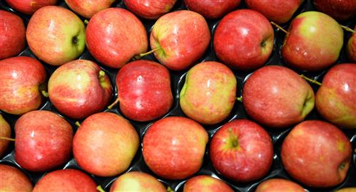 Hơn 20 tấn táo Ba Lan định nhập khẩu vào Nga giả dạng vật liệu xây dựng