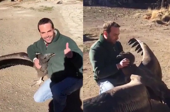 Argentina: Chim khổng lồ bay về thăm ân nhân thường xuyên