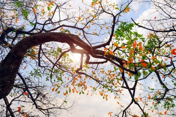 Bắc Bộ không mưa, trời rét, có lúc hửng nắng trong dịp nghỉ Lễ Tết Dương lịch