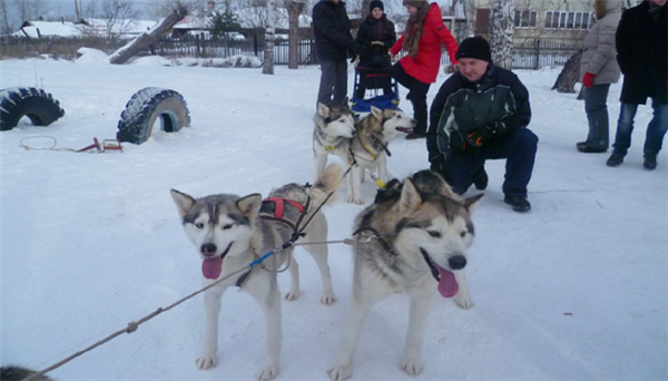 Người dân Nga đón năm Tuất với chó Husky