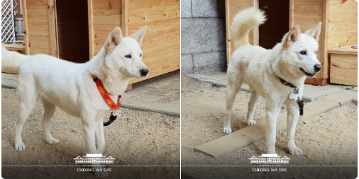 Món quà đặc biệt ông Kim Jong-un tặng tổng thống Hàn Quốc