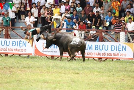Trâu chọi Đồ Sơn húc chết người: Dừng các trận đấu tại lễ hội